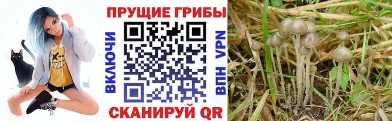 где продают наркотики  Монино  Галлюциногенные грибы GOLDEN TEACHER 
